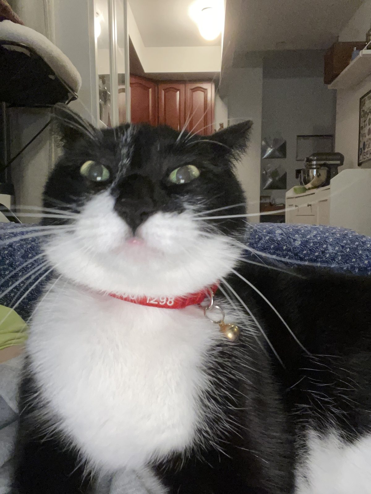 Trotty wearing a red collar with a bell, looking up