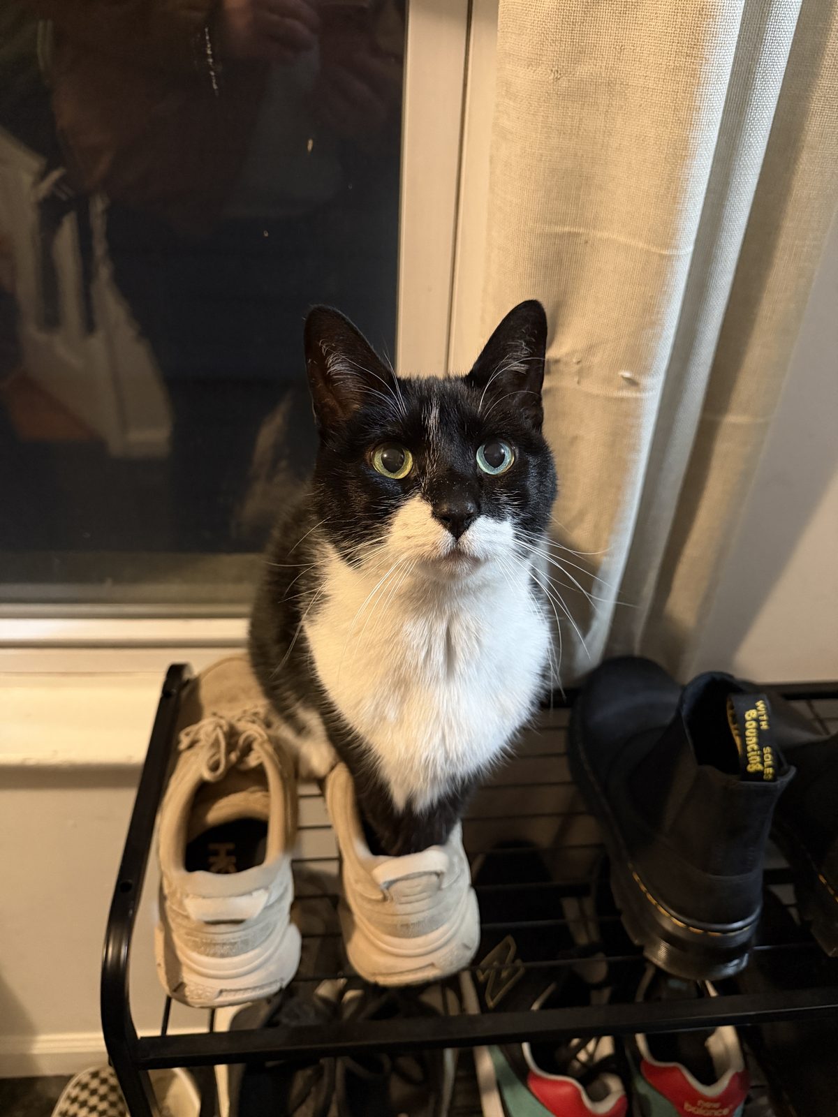 Trotty perched on a shoe rack between sneakers